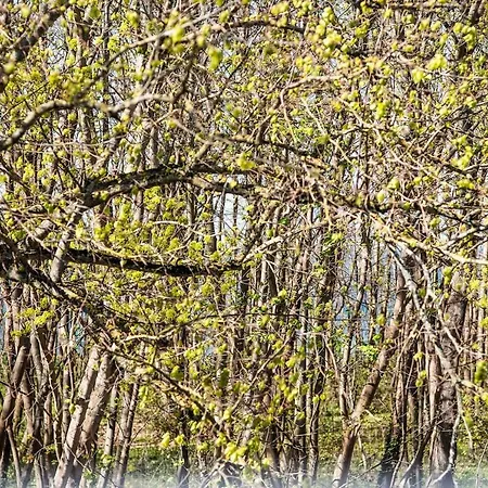 At The - Traumhafte Mit Sauna - 100m Vom Rerik